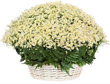Цветочная композиция из Ромашки в корзине #REPLACE_PRED# Тульском Республика Адыгея